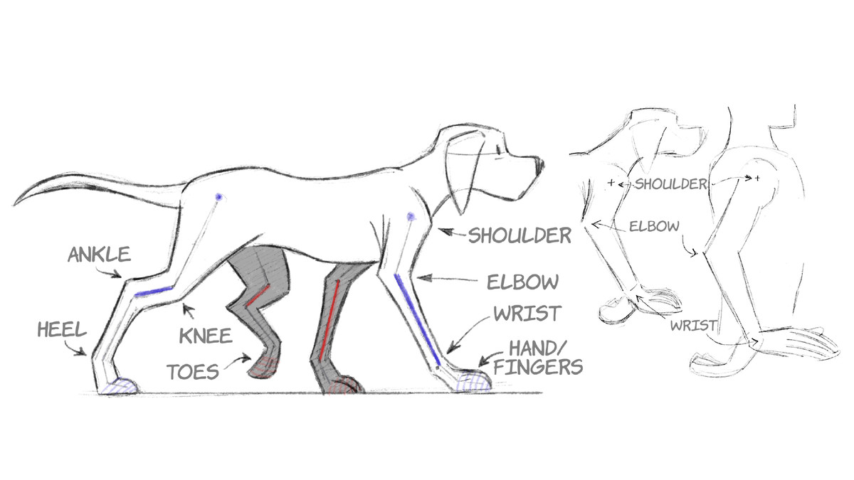 انیمیشن دو بعدی: چرخه های پیاده روی حیوانات